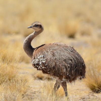 Lesser Rhea